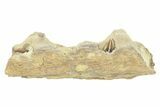 Partial Embryonic Mosasaur (Platecarpus) Skull - Kansas #276548-4